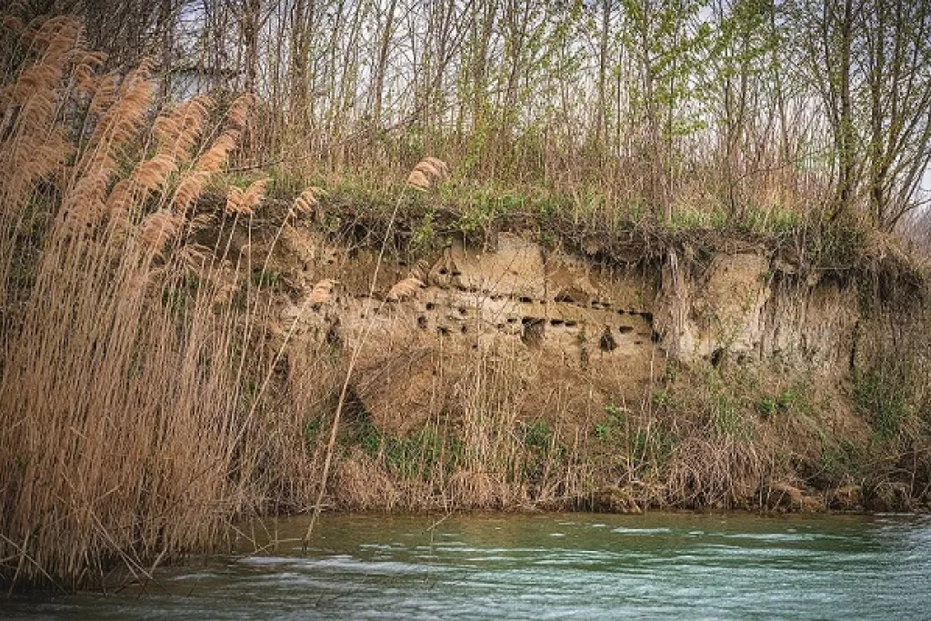 Rive sablonneuse au bord d’une rivière, percée de petits trous servant de nids à des hirondelles.