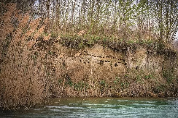Sandy shore at the edge of a river, pierced with small holes serving as nests for swallows.